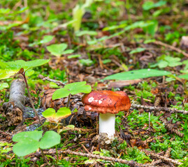Lonely russula mushroom in the forest