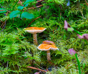 Two orange mushrooms in moss and slug