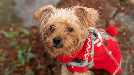 Portrait of a young Yorkshire dog, clear and his red sweater, outdoors in winter	