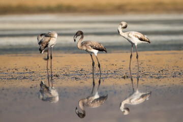 Flamingo » Greater Flamingo » Phoenicopterus roseus