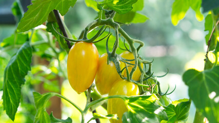 Growing yellow plum-shaped tomato, blooming, ripening of tomatoes. Farming concept. Selective focus.