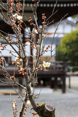 白梅の花