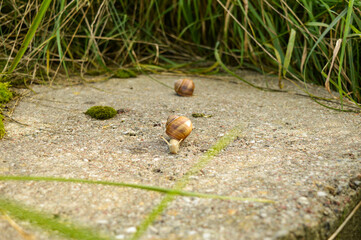 A beautiful shot of a snail with a large shell,