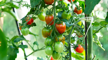 Growing cherry tomato, blooming, ripening of tomatoes. Farming concept. Selective focus.