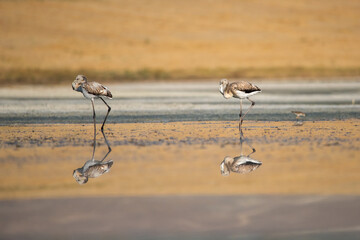 Flamingo » Greater Flamingo » Phoenicopterus roseus