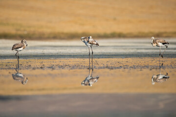 Flamingo » Greater Flamingo » Phoenicopterus roseus