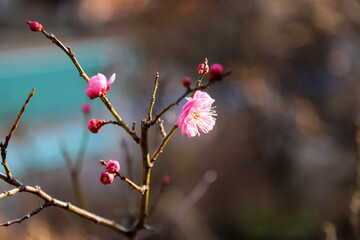 紅梅の花