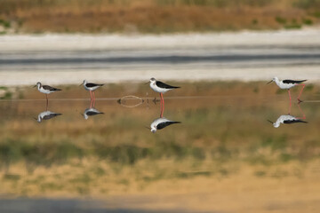Uzunbacak » Black-winged Stilt » Himantopus himantopus
