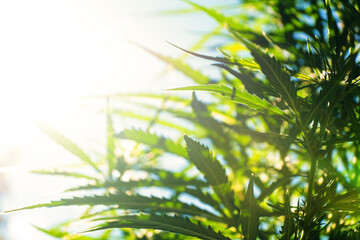 outdoor cannabis cultivation, the sun rays shine on the marijuana leaves.
