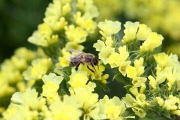 Golden lush blooming flowers and bee collect nectar closeup