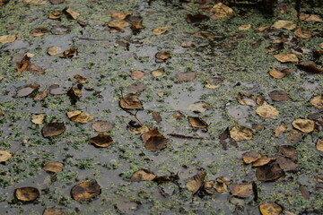 leaves on the stone