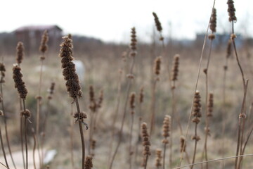 grass in a field