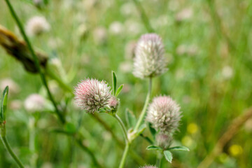 fuzzy clover 2