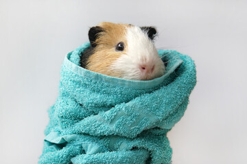 The guinea pig is wrapped in a towel. Bathing and washing the pig. On a white background - obrazy, fototapety, plakaty