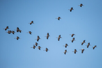 Turna » Common Crane » Grus grus