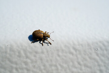 beetle