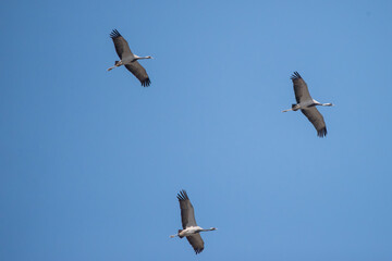 Turna » Common Crane » Grus grus