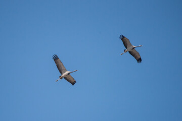 Turna » Common Crane » Grus grus