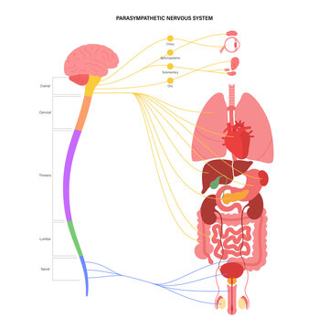 Parasympathetic nervous system