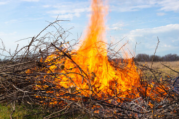 Burning dry branches at their summer cottage. Large bonfire with bright flames on an autumn day outdoors. Danger of fires and flames.