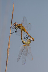 dragonfly on a branch