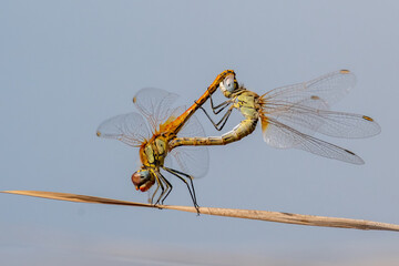 dragonfly on a branch