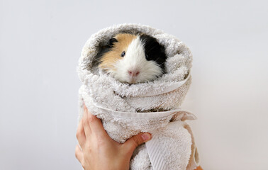 a guinea pig in a white towel after bathing and cleaning. On a white background. Isolate