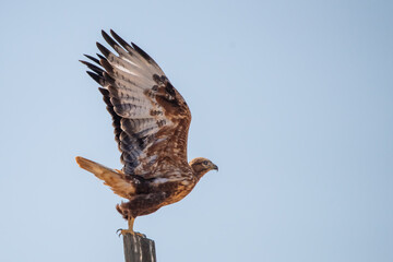 Kızıl şahin » Long-legged Buzzard » Buteo rufinus