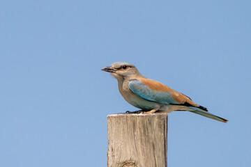 Gökkuzgun » European Roller » Coracias garrulus