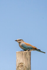 Gökkuzgun » European Roller » Coracias garrulus
