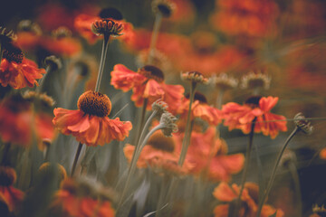 Sonnenbraut - Helenium, Blumenwiese, Landschaft im Sommer, Sommerblumen