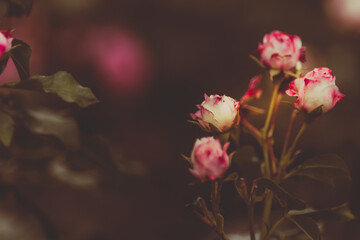 Rosenblüten dark and moody zum Beschreiben