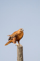 Kızıl şahin » Long-legged Buzzard » Buteo rufinus