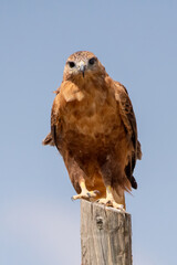 Kızıl şahin » Long-legged Buzzard » Buteo rufinus
