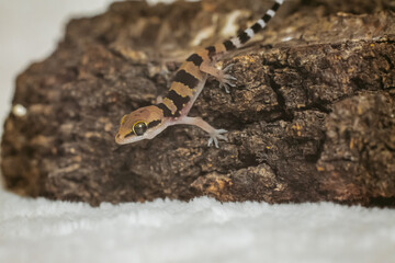 small termite gecko (Hemidactylus triedrus), beautiful exotic pet