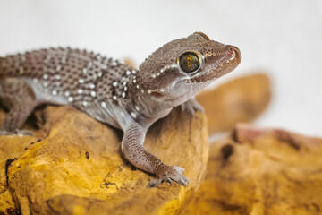 small termite gecko (Hemidactylus triedrus), beautiful exotic pet