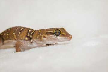 small termite gecko (Hemidactylus triedrus), beautiful exotic pet