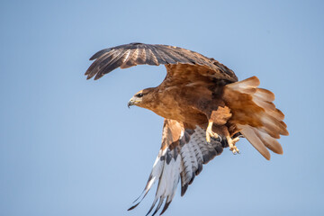 Kızıl şahin » Long-legged Buzzard » Buteo rufinus
