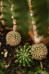 cactus in the garden