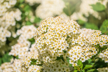 flowering hawthorn bushes in Spring. Delicate white flowers on a branch with juicy green leaves close-up.