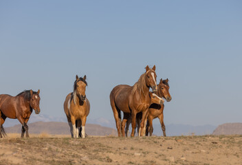Wild Horses in the Utah Desert