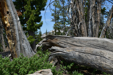 Wind Swept Tree on Mountain Top