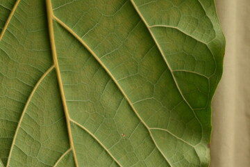 macro of fiddle leafed fig