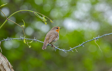 Petirrojo posado en un alambre de espino. Erithacus rubecula