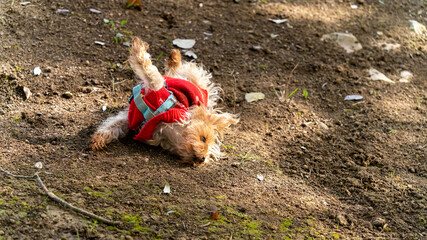 Yoga postures, training led by a female Yorkshire Terrier dog, with a blond coat, fascinating...