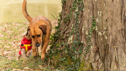 Two dogs of different sizes get acquainted by sniffing each other in a green space