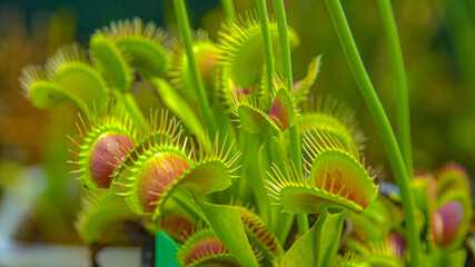 CLOSE UP: Venus flytrap tries to catch its prey by extending its sensitive traps © helivideo