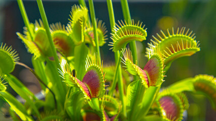 CLOSE UP: Carnivorous wildflower opens up small trap leaves to catch its prey. - obrazy, fototapety, plakaty
