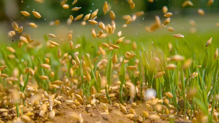 Foto op Canvas MACRO: Zaden vallen tussen de ontkiemende grassprieten en op de droge grond. © helivideo