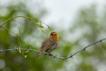 Petirrojo posado en un alambre de espino. Erithacus rubecula